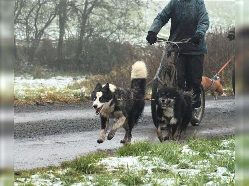 Finnischer Lapphund FCI Welpe - Hündin