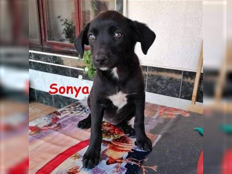 SONYA ❤ sucht ihr Für-Immer-Zuhause