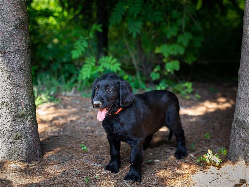 Flat Coated Retriever Welpen mit Papieren FCI