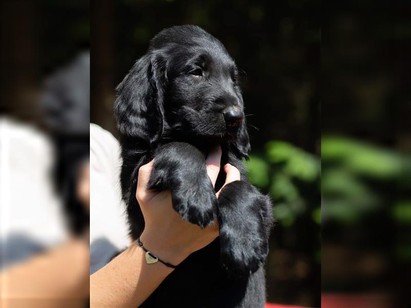 Flat Coated Retriever Welpen