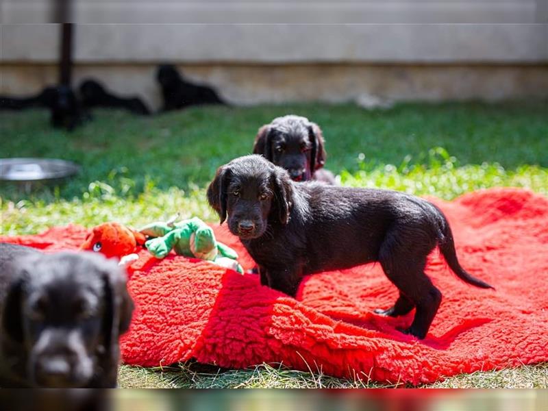 Flat Coated Retriever Welpen