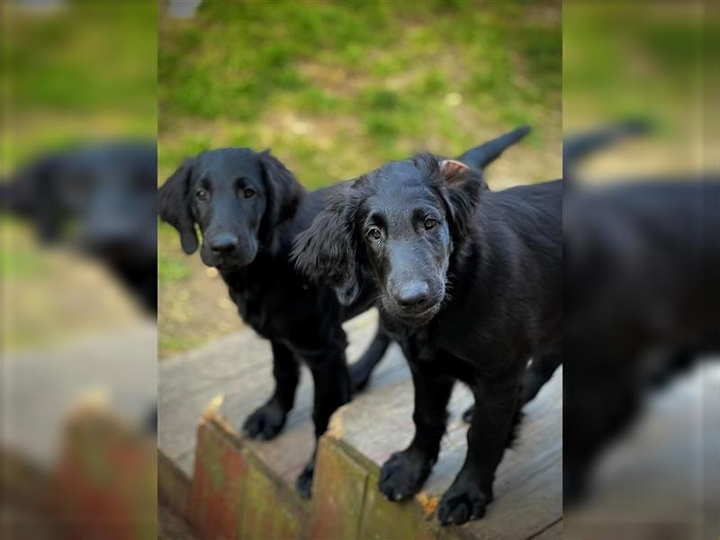 Flat Coated Retriever Welpen