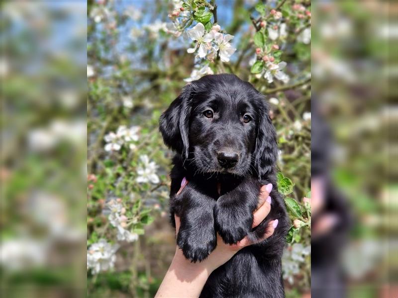 Flat Coated Retriever Welpen