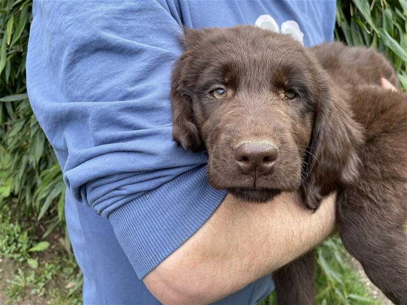 Flat coated Retriever Welpen braun