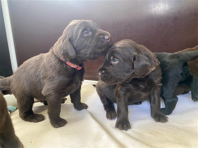 Flat Coated Retriever Welpen