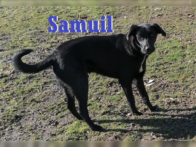SAMUIL ❤ sucht sein Für-Immer-Zuhause