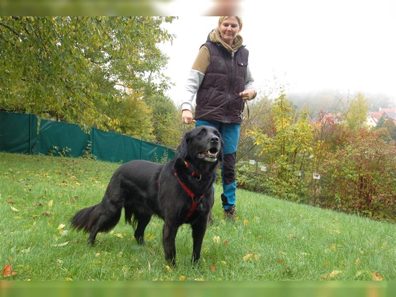 Timossi - eine Seele von Hund - Tierhilfe Franken e.V.