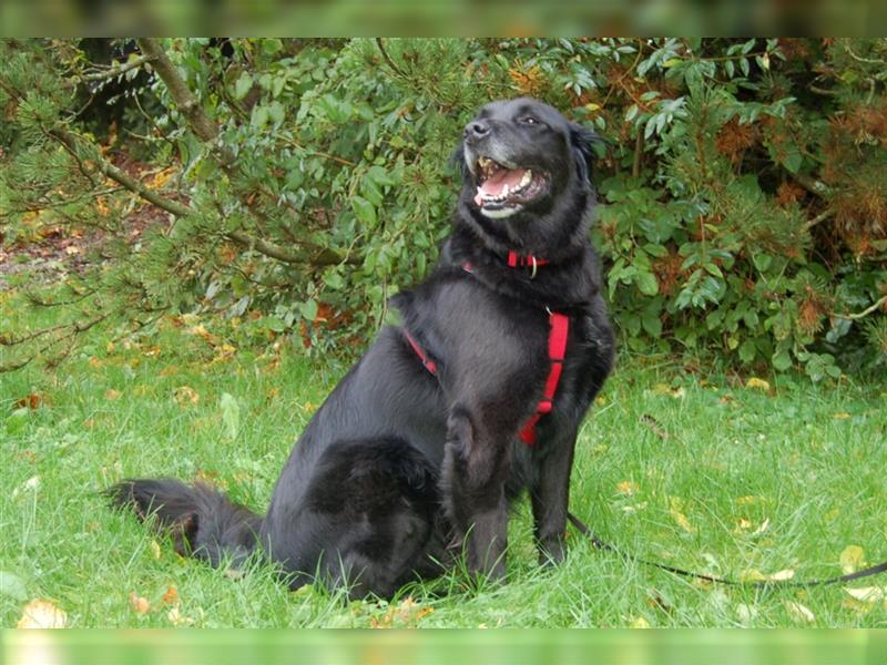 Timossi - eine Seele von Hund - Tierhilfe Franken e.V.