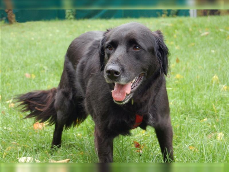 Timossi - eine Seele von Hund - Tierhilfe Franken e.V.