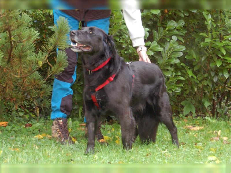 Timossi - eine Seele von Hund - Tierhilfe Franken e.V.