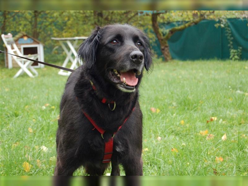 Timossi - eine Seele von Hund - Tierhilfe Franken e.V.