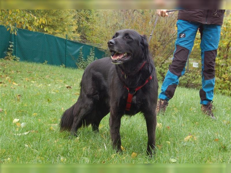 Timossi - eine Seele von Hund - Tierhilfe Franken e.V.