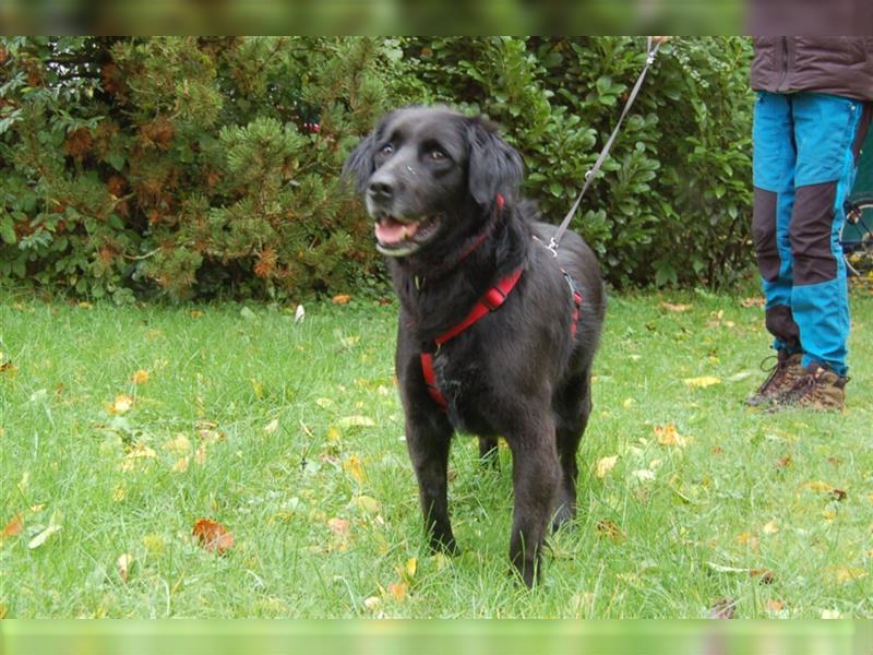 Timossi - eine Seele von Hund - Tierhilfe Franken e.V.