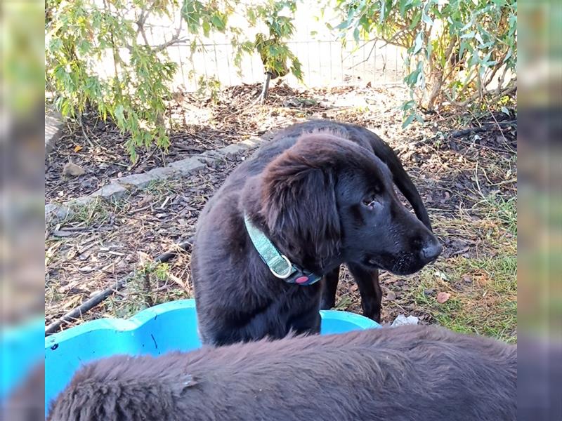 Flat coated Retriever Welpe Ryko