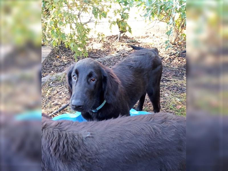 Flat coated Retriever Welpe Ryko