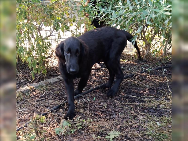 Ryko Flat coated Retriever Welpe