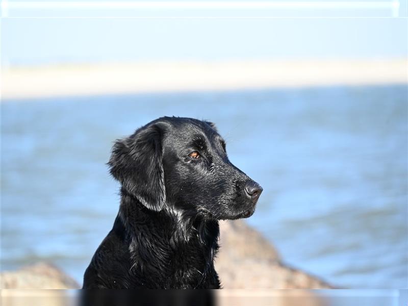 Flat Coated Retriever Wurfplanung