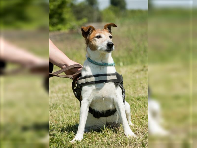 Pici-SI, Schmuse Omi sucht warmes Körbchen