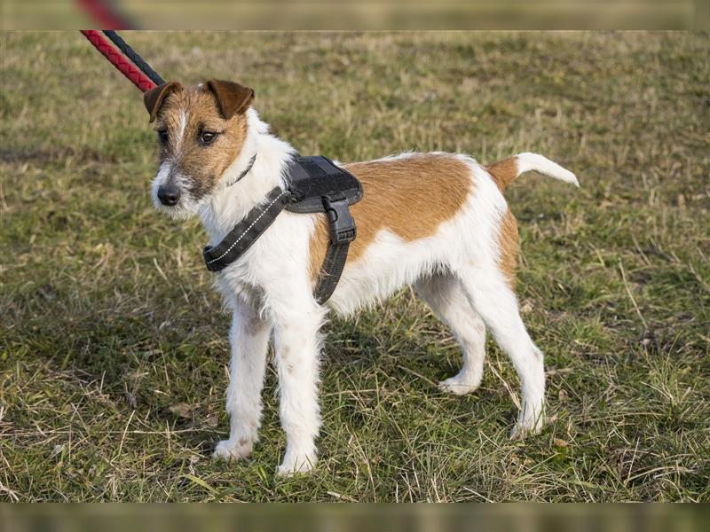 Luxi-SI, aufgeweckter Junghund sucht Familie