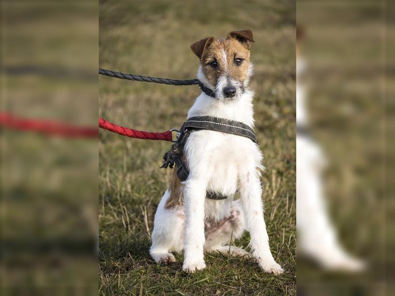 Luxi-SI, aufgeweckter Junghund sucht Familie