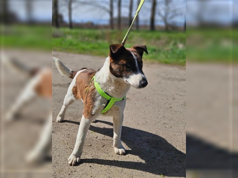 Loki, 01.2022 geboren, 32cm wünscht sich endlich ein eigenes Körbchen