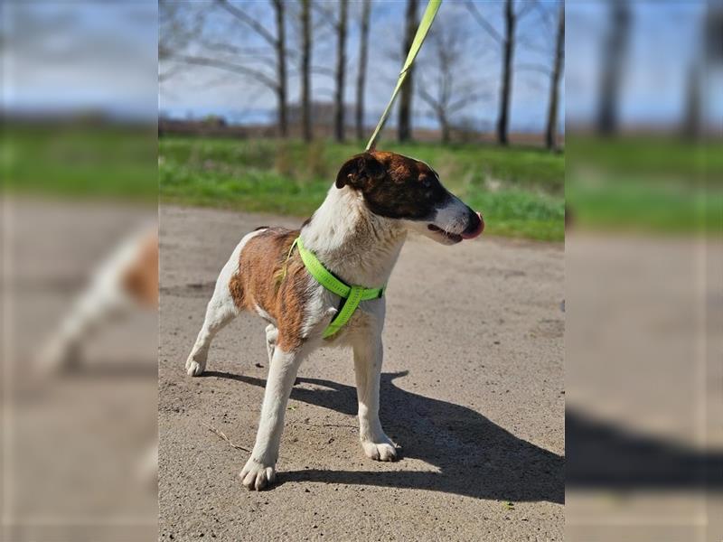 Loki, 01.2022 geboren, 32cm wünscht sich endlich ein eigenes Körbchen