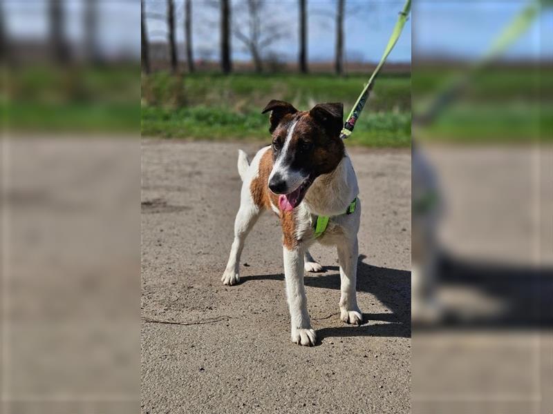 Loki, 01.2022 geboren, 32cm wünscht sich endlich ein eigenes Körbchen