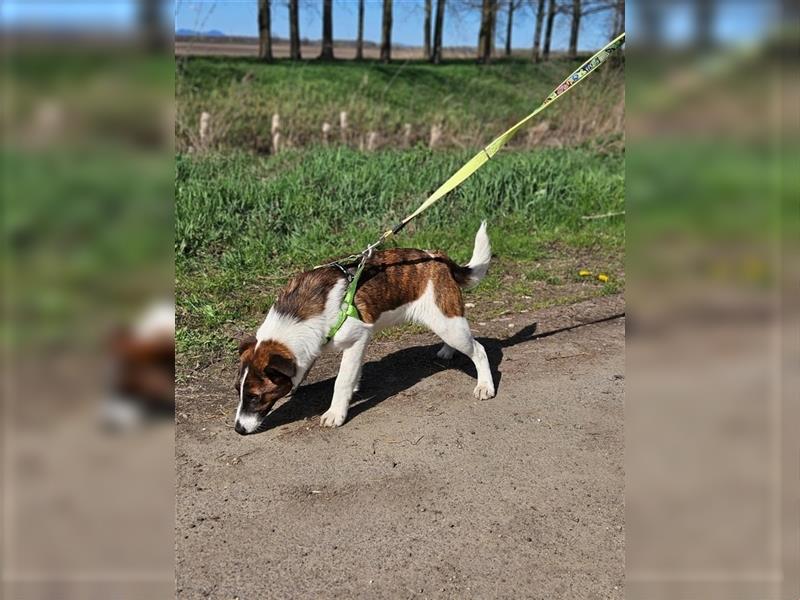 Loki, 01.2022 geboren, 32cm wünscht sich endlich ein eigenes Körbchen