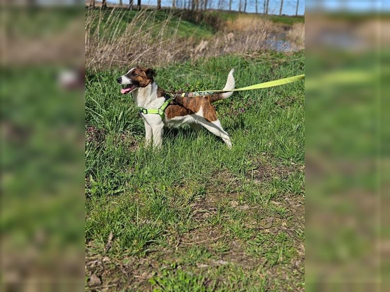 Loki, 01.2022 geboren, 32cm wünscht sich endlich ein eigenes Körbchen