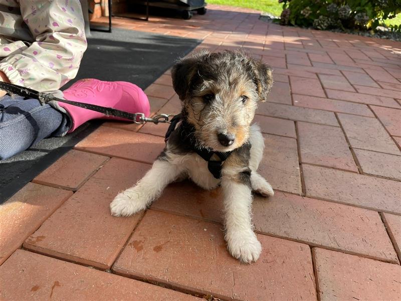 Kleine Drahthaar Foxterrier Welpen