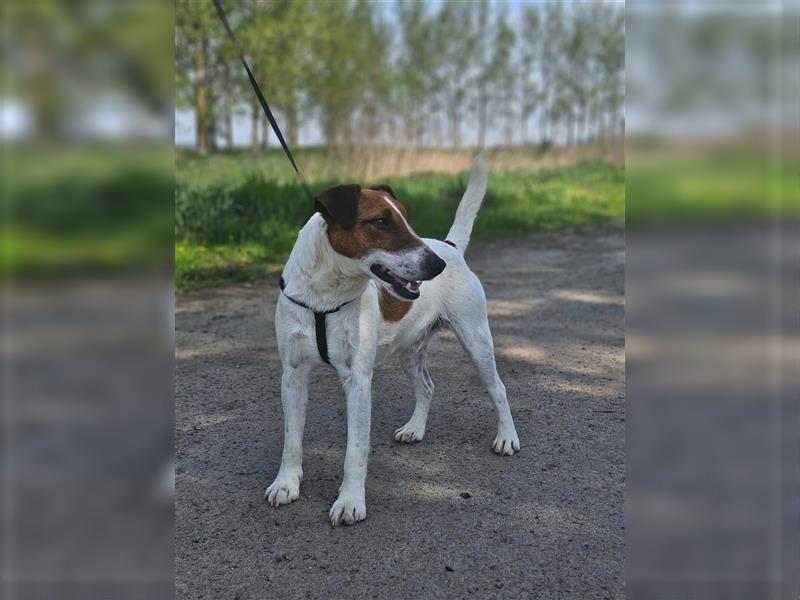 Roger - liebt Spaziergänge