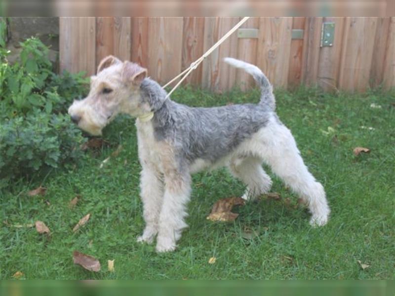 Drahthaar Foxterrier  Welpe.(Rüde)