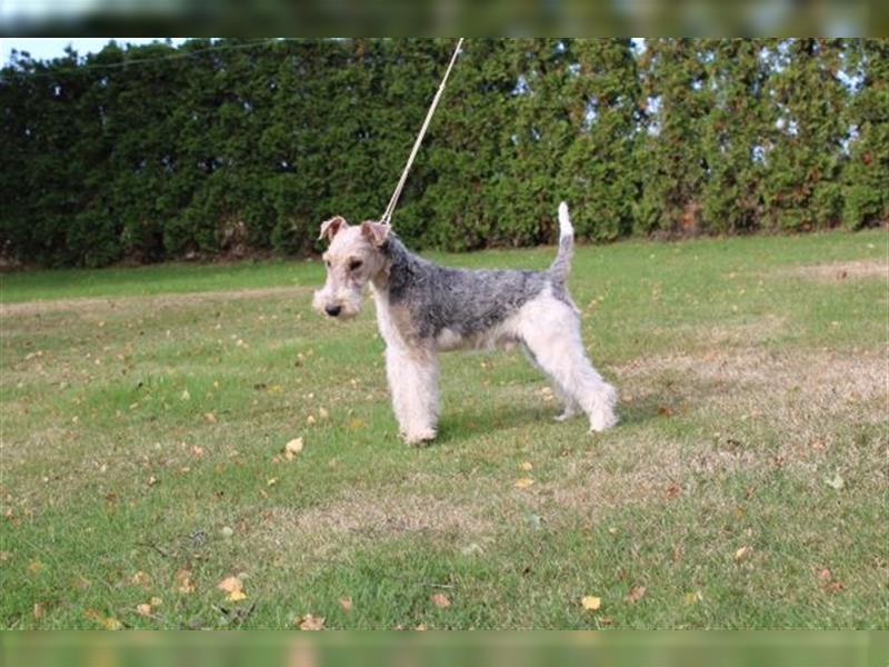 Drahthaar Foxterrier  Welpe.(Rüde)