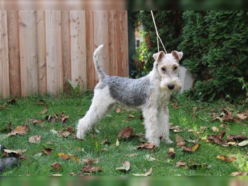 Drahthaar Foxterrier  Welpe.(Rüde)