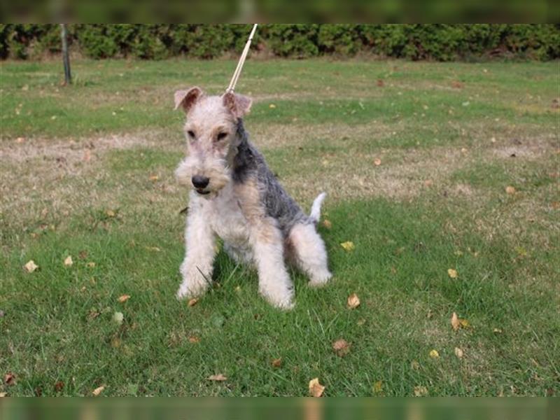 Drahthaar Foxterrier  Welpe.(Rüde)