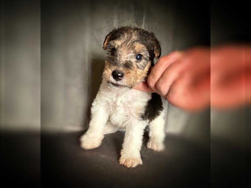 Fox terrier - top velpen