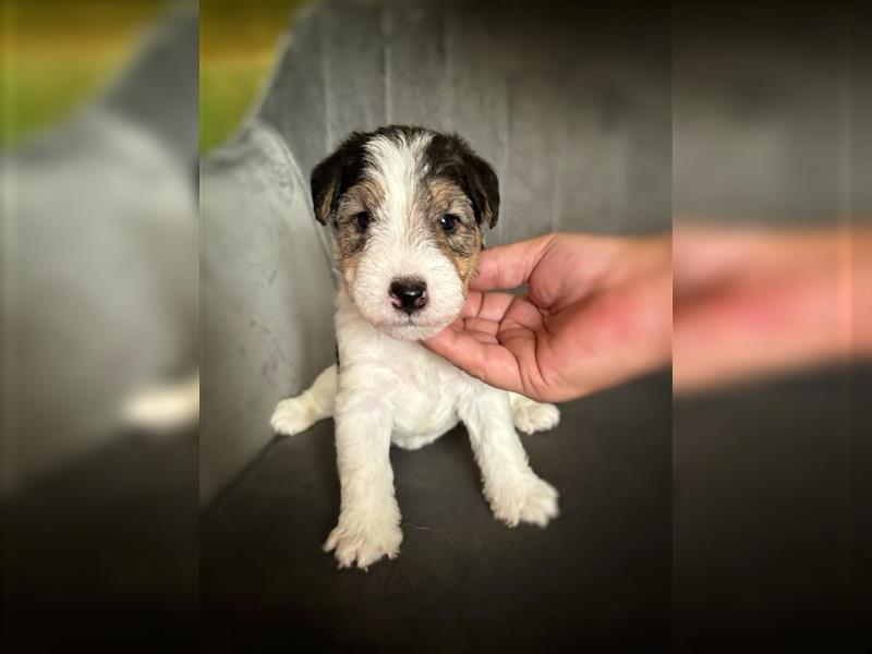 Fox terrier - top velpen