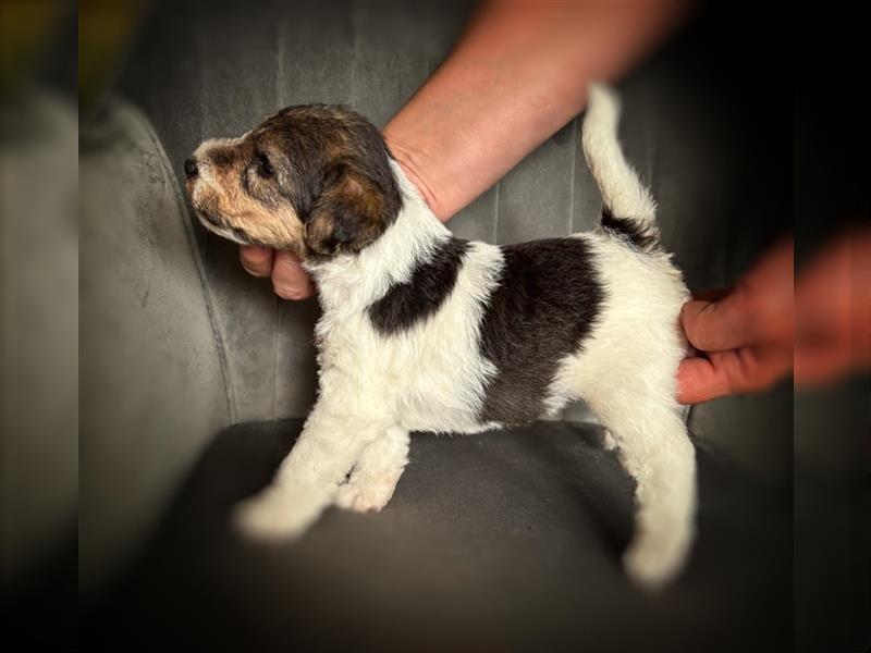 Fox terrier - top velpen