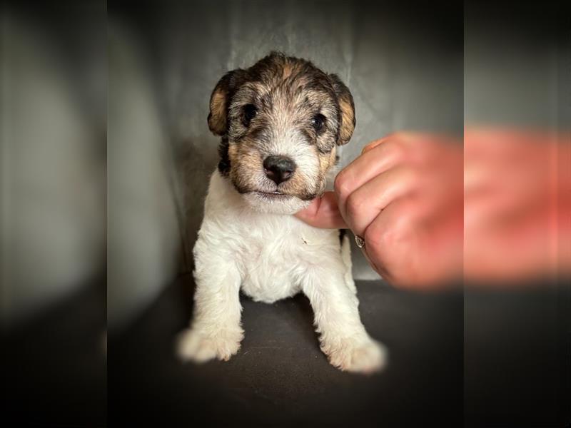 Fox terrier - top velpen