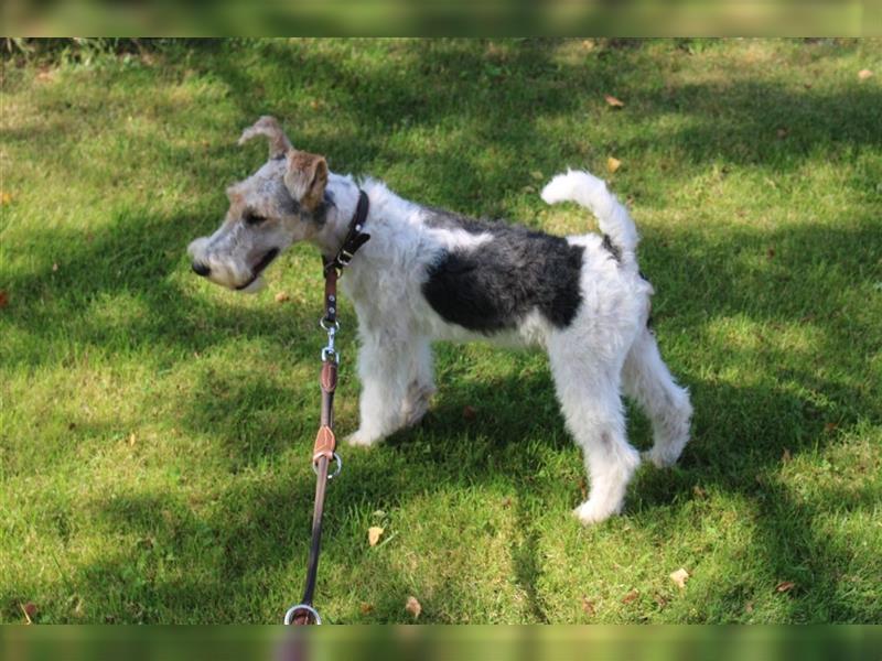 Drahthaar Foxterrier Welpe/ Junger Rüde+ Ahnentafel