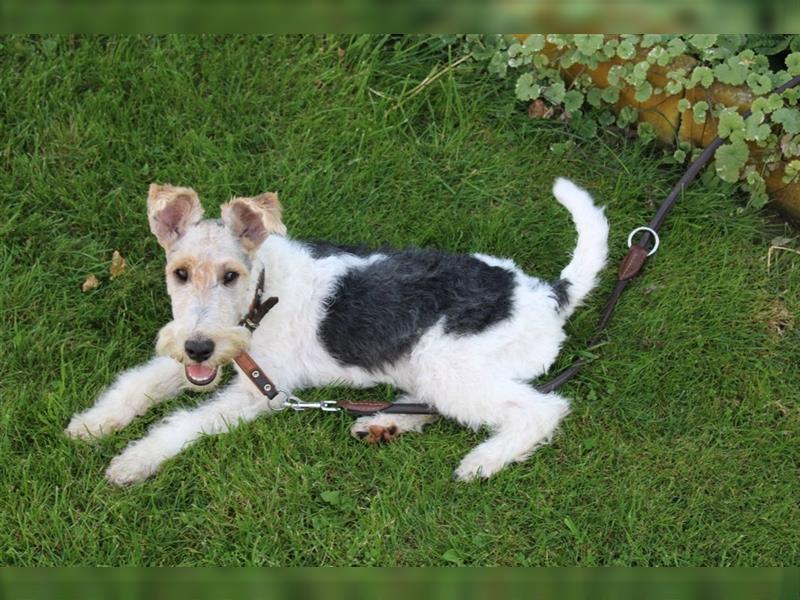 Drahthaar Foxterrier Welpe/ Junger Rüde+ Ahnentafel