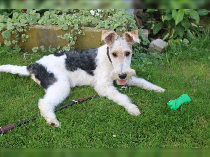 Drahthaar Foxterrier Welpe/ Junger Rüde+ Ahnentafel