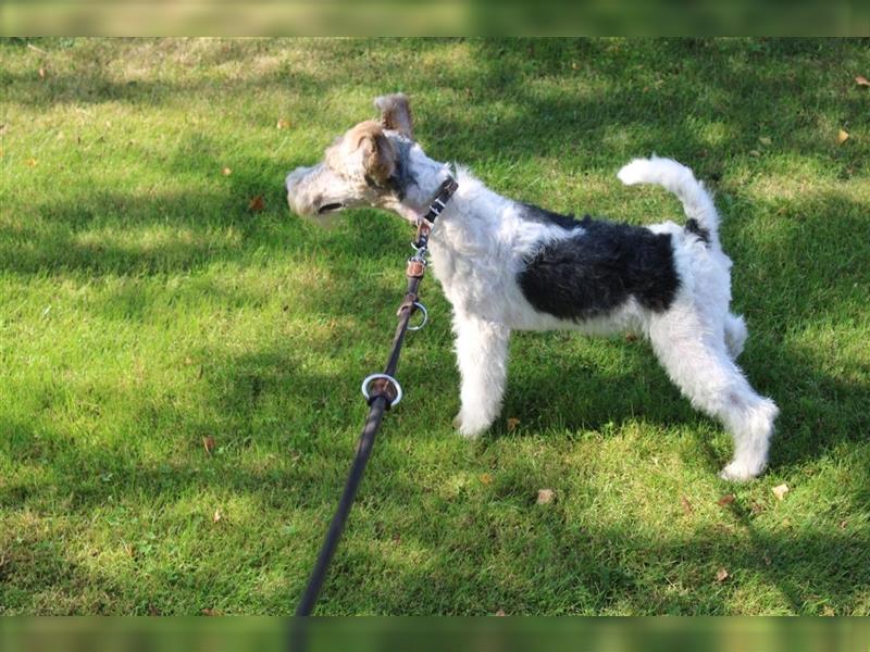 Drahthaar Foxterrier Welpe/ Junger Rüde+ Ahnentafel