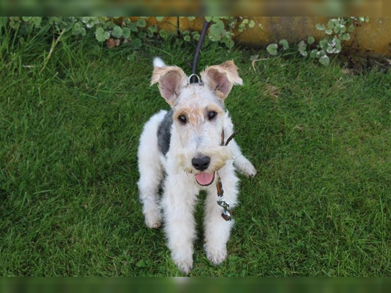 Drahthaar Foxterrier Welpe/ Junger Rüde+ Ahnentafel