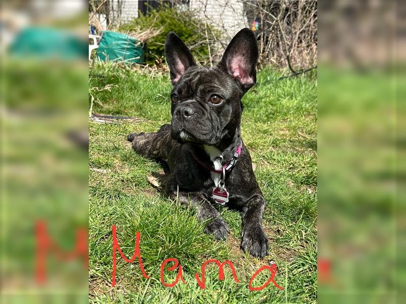 Französische Bulldogge Mit Schnauze