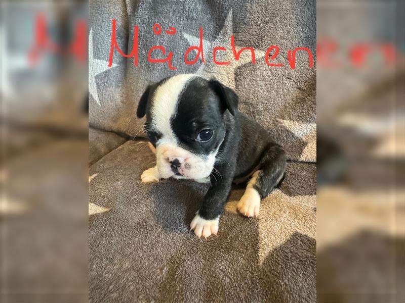 Französische Bulldogge Mit Schnauze