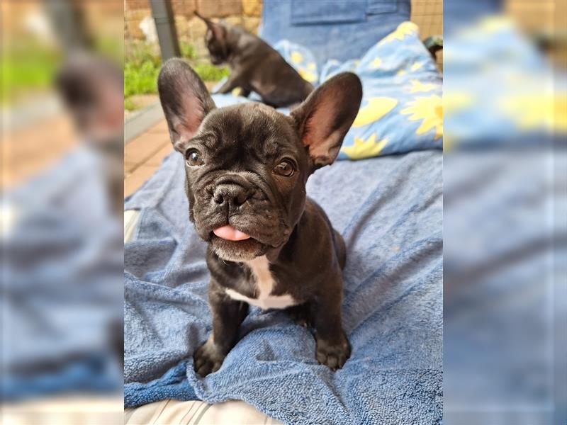 Französische Bulldogge Welpen