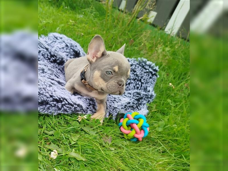 Französische Bulldogge Lilac TanWelpen, Nur noch 1 Rüde und 1 Weibchen