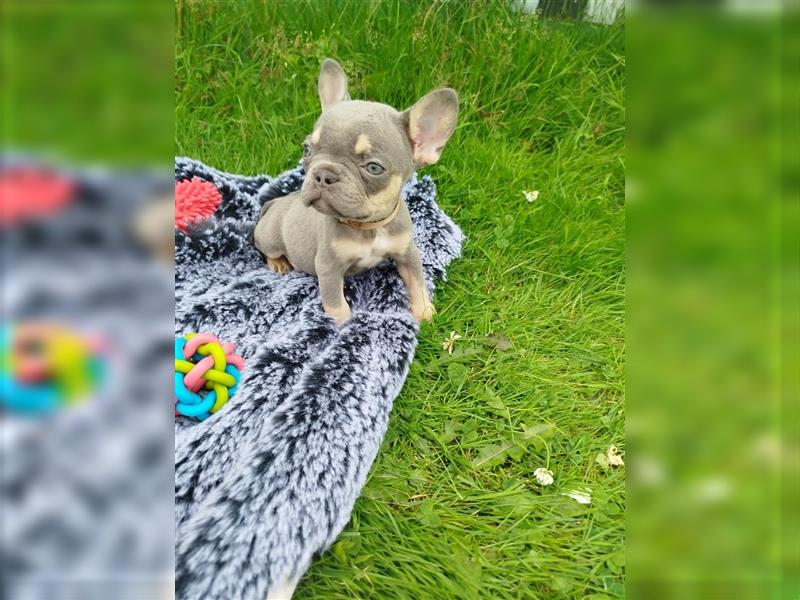 Französische Bulldogge Lilac TanWelpen, Nur noch 1 Rüde und 1 Weibchen