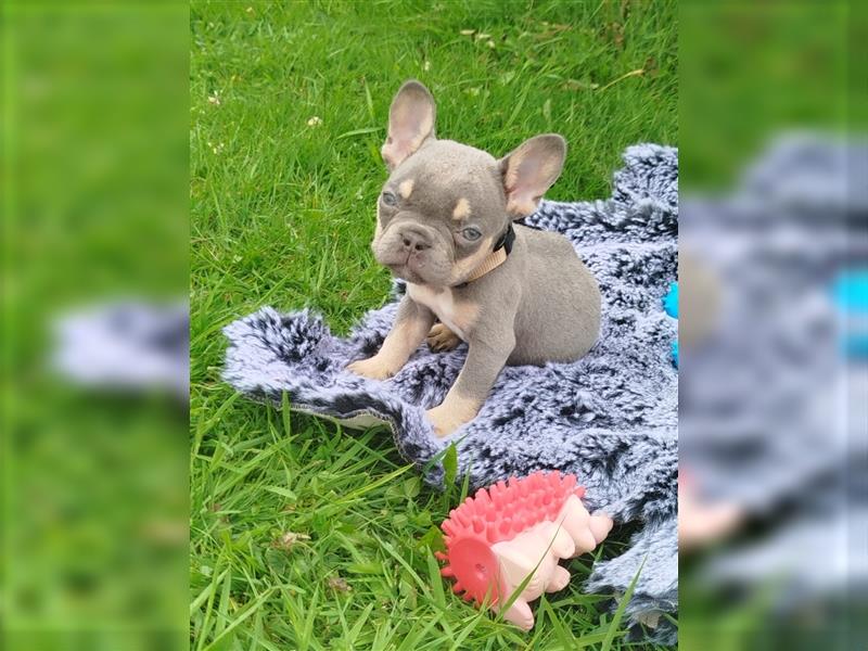 Französische Bulldogge Lilac TanWelpen, Nur noch 1 Rüde und 1 Weibchen